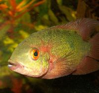 Hypselecara temporalis