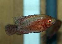 Hypselecara temporalis