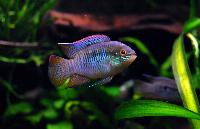 Laetacara curviceps
