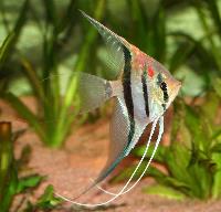 Pterophyllum scalare, Rio Manacapuru