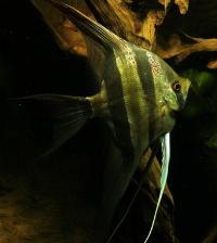 Pterophyllum altum