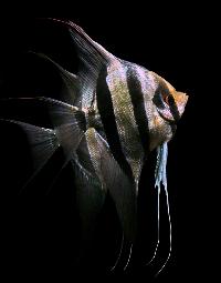 Pterophyllum altum