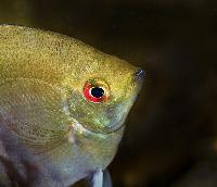 Pterophyllum scalare