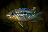 Tahuantinsuyoa macantzatza