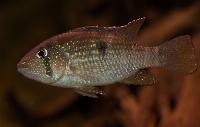 Tahuantinsuyoa macantzatza