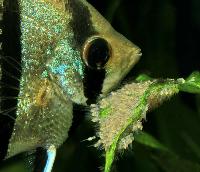 Pterophyllum scalare, Rio Manacapuru