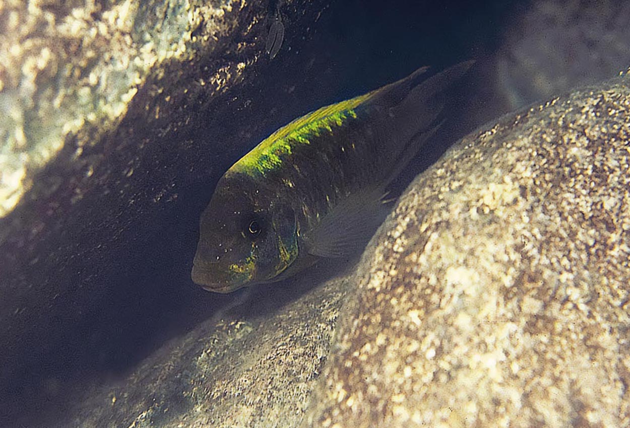 Petrochromis ephippium Kampemba