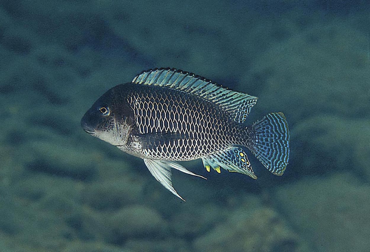 Petrochromis famula, Cape Tembwe
