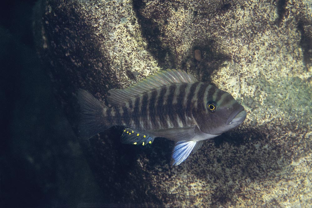 Petrochromis fasciolatus, Katete Zambia