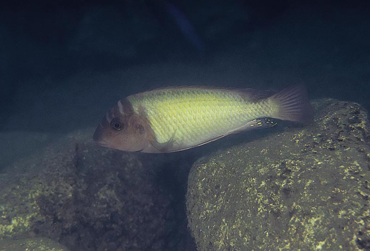 Petrochromis orthognathus, Rutunga