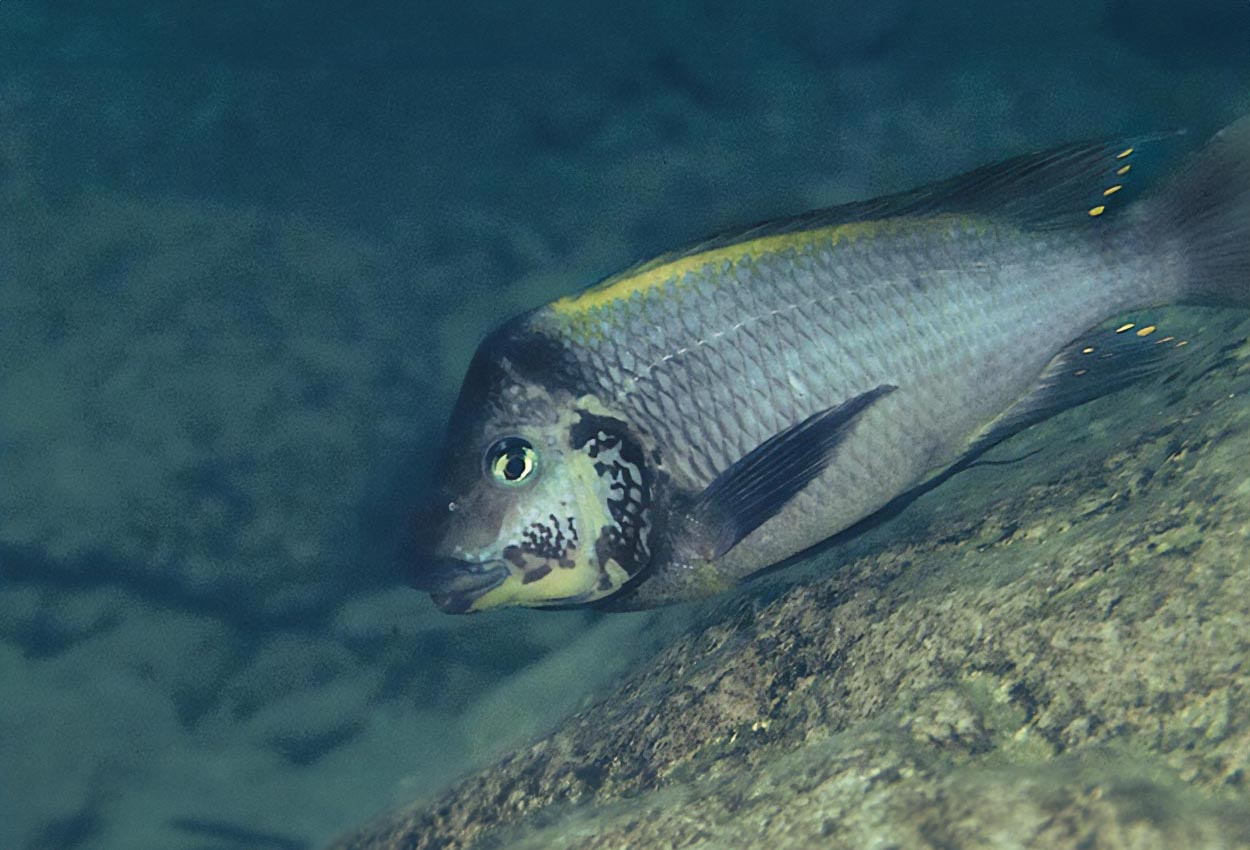 Petrochromis polyodon, M´toto