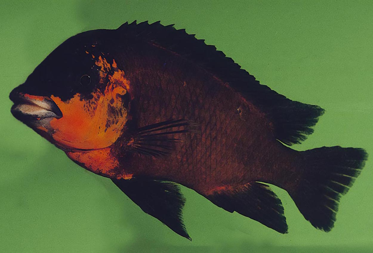Petrochromis sp. "red", Bulu Point