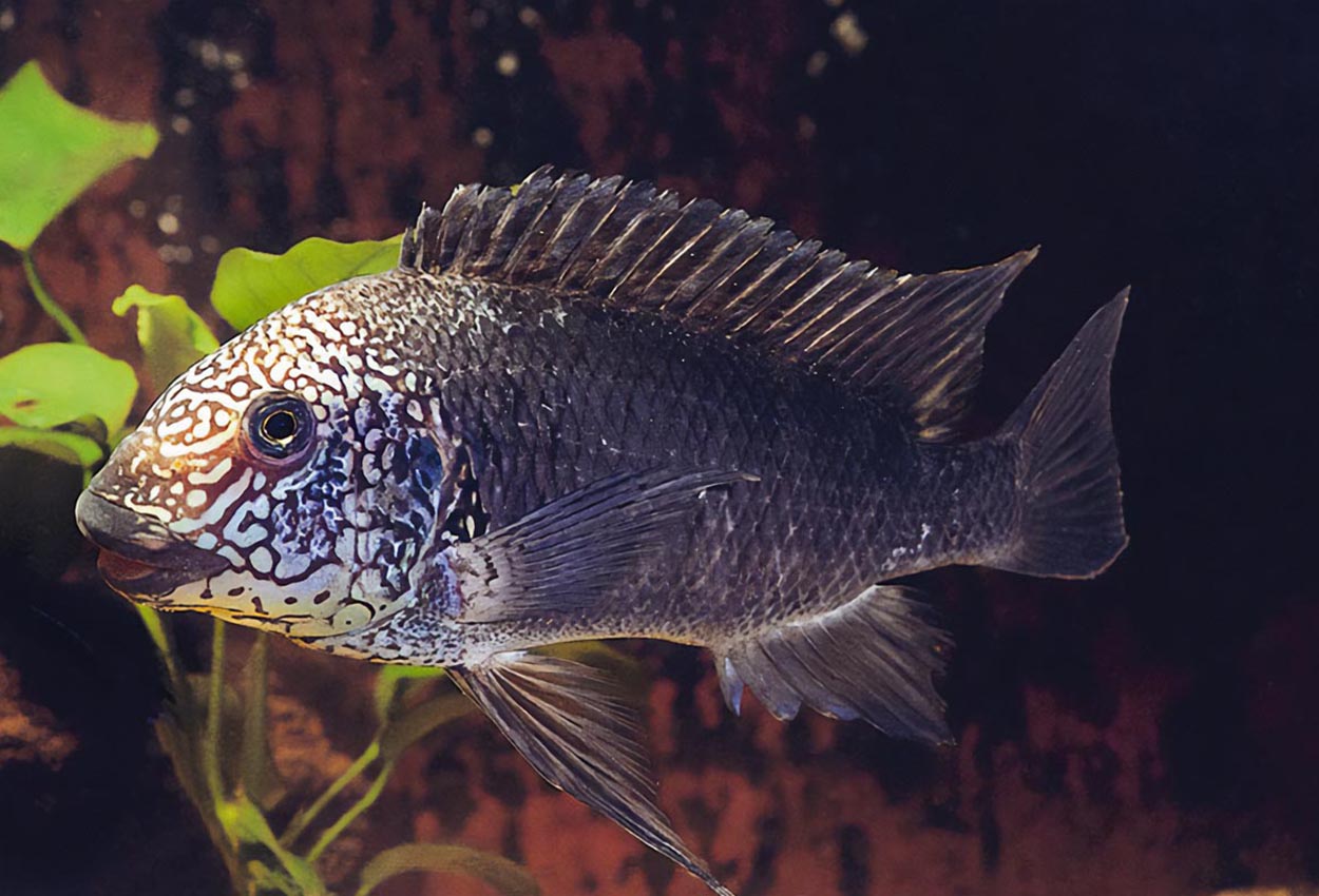 Petrochromis sp. "texas", Bulu Point