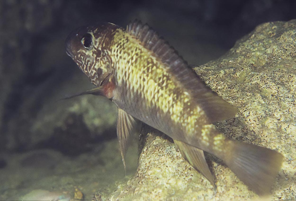 Petrochromis sp. "texas red", Ubwari