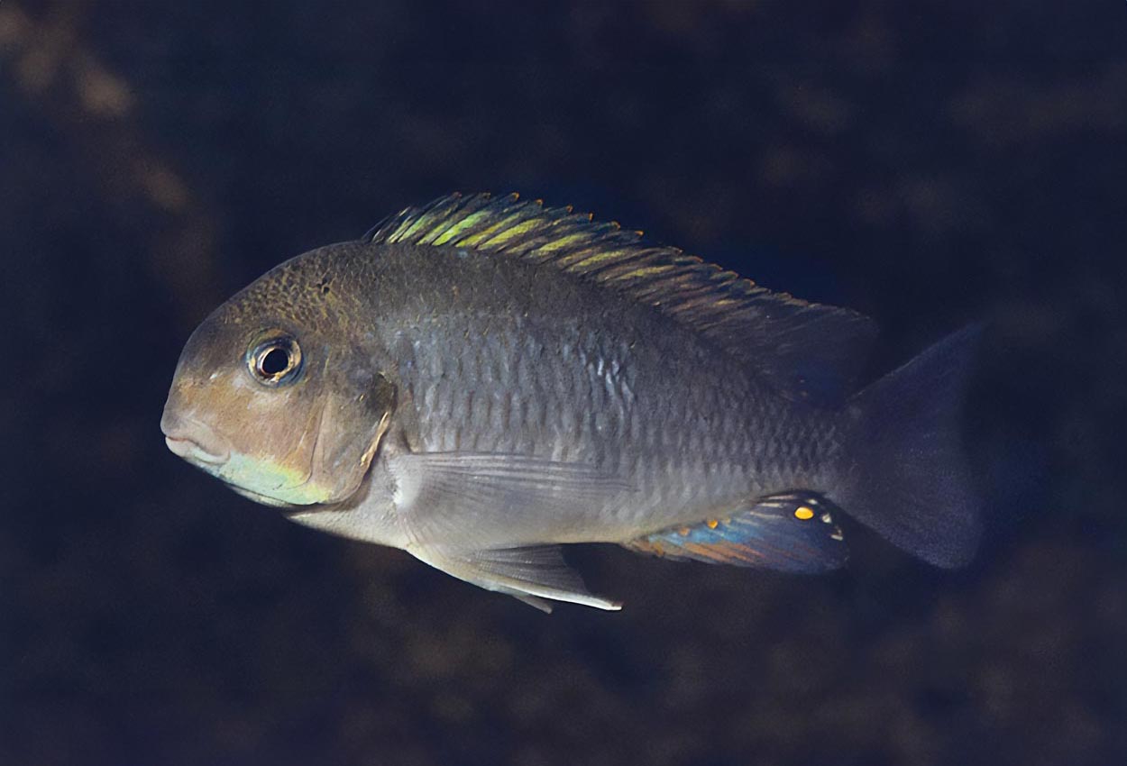 Pseudosimochromis curvifrons, Zambia