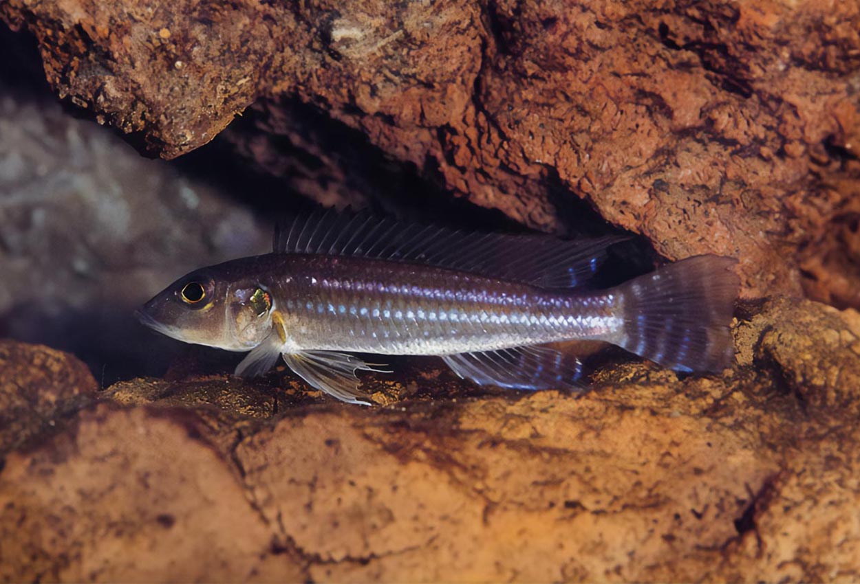 Reganochromis calliurus, Burundi
