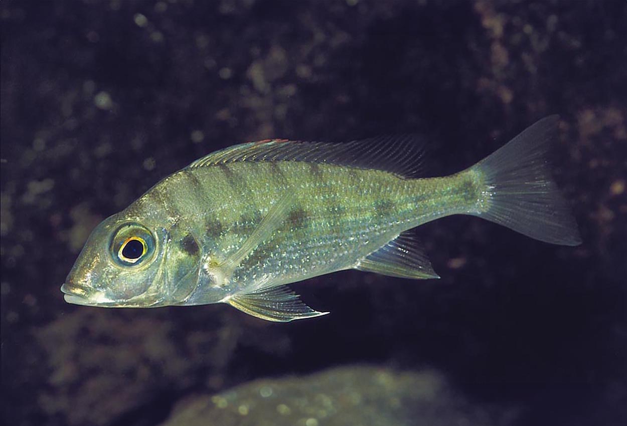 Tylochromis polylepis, Zambia