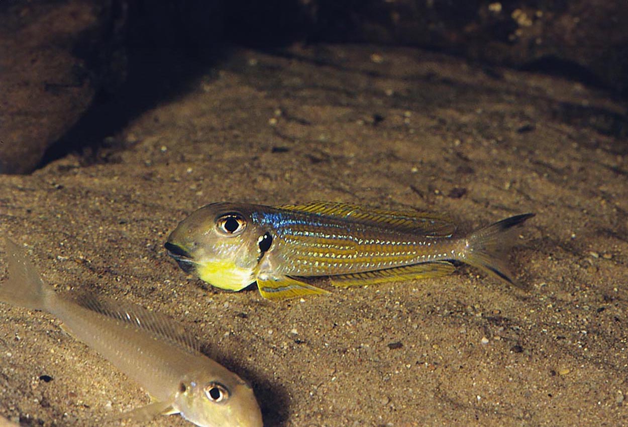Xenotilapia ochrogenys, Burundi