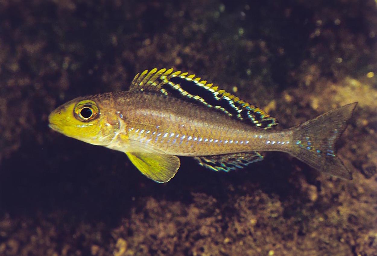 Xenotilapia sp. "papilio sunflower", Kalambo
