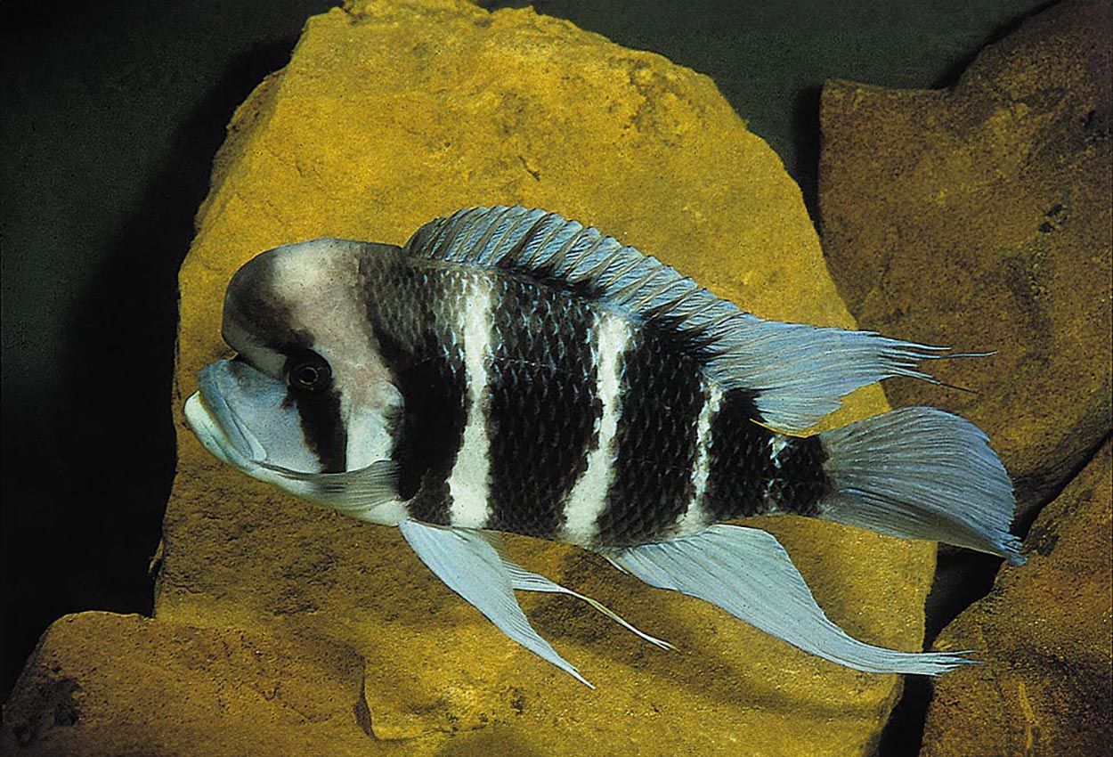 Cyphotilapia frontosa