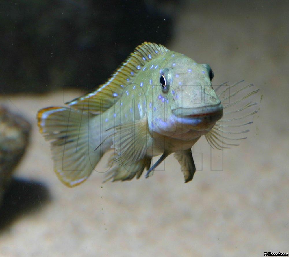Eretmodus cyanostictus