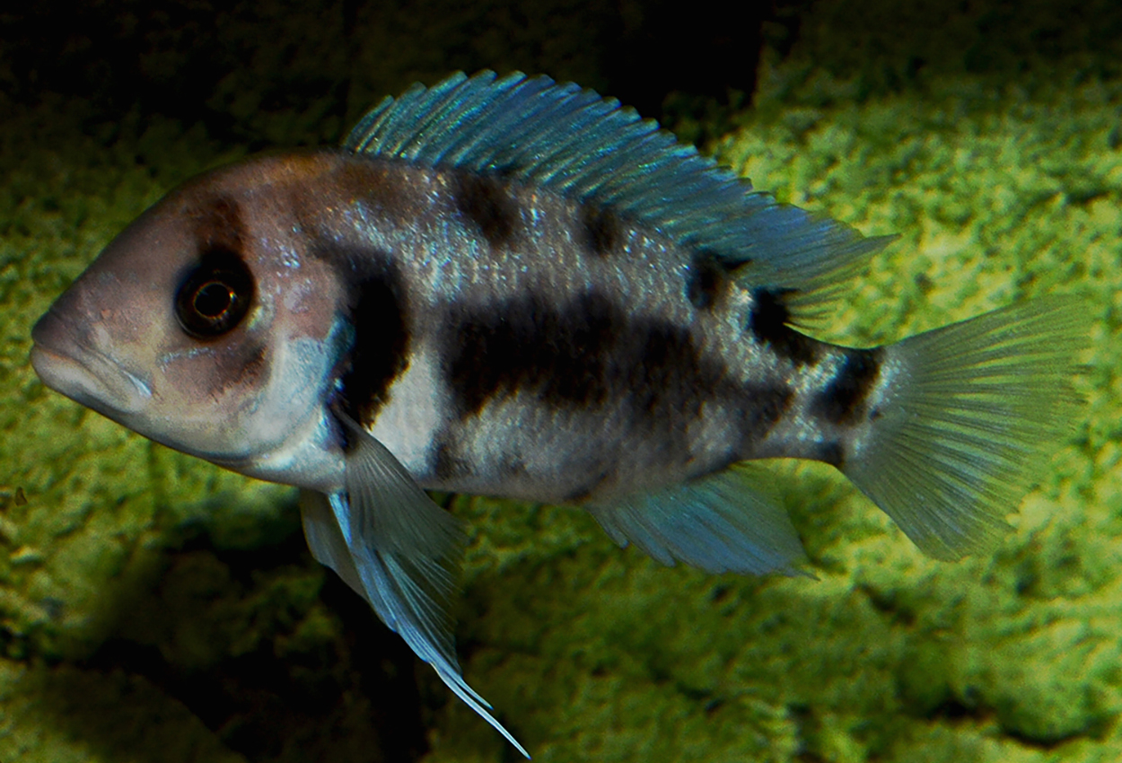 Cyphotilapia frontosa, Black Widow