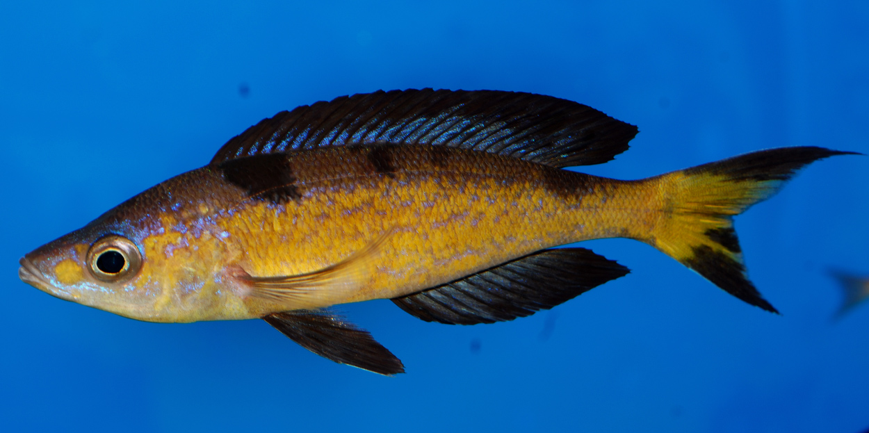 Cyprichromis microlepidotus, Kasai