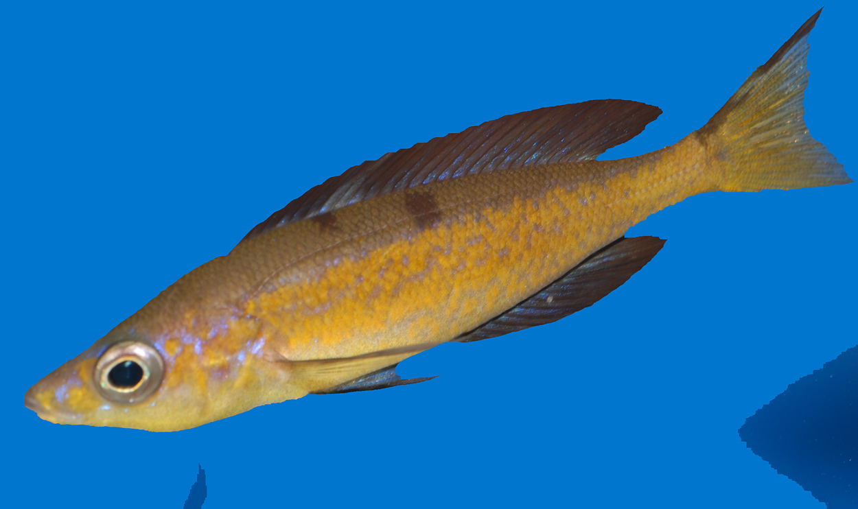 Cyprichromis microlepidotus, Kasai