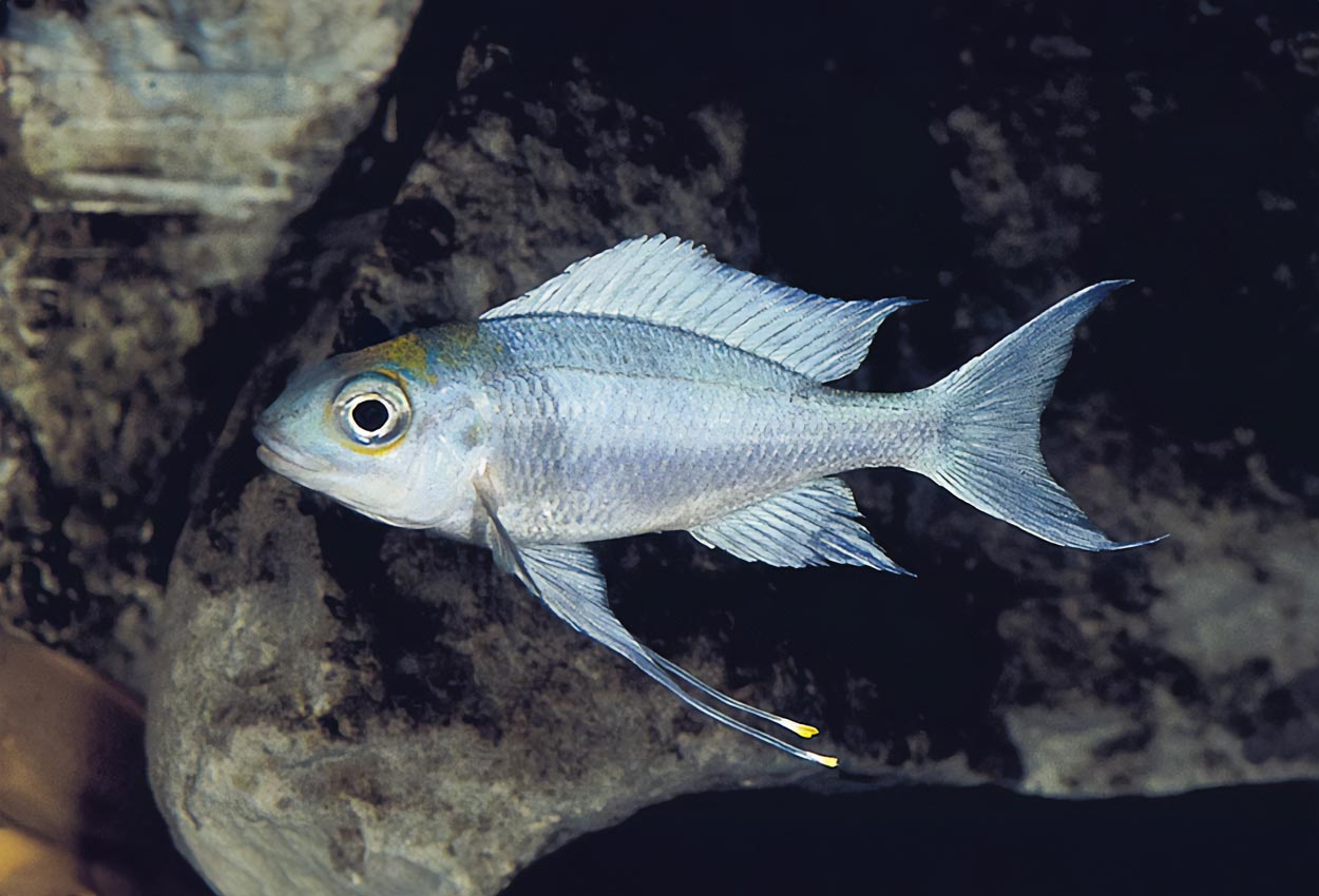 Ophthalmotilapia ventralis, Kasanga