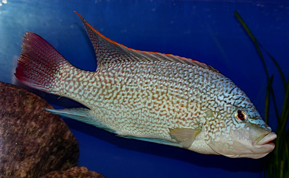 Oreochromis tanganicae