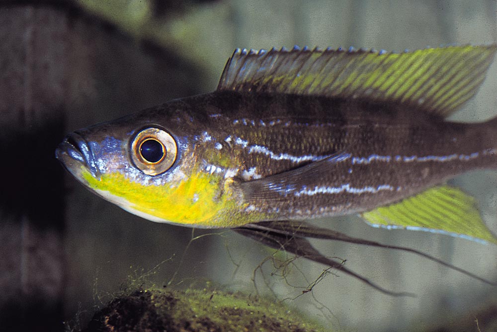 Benthochromis tricoti