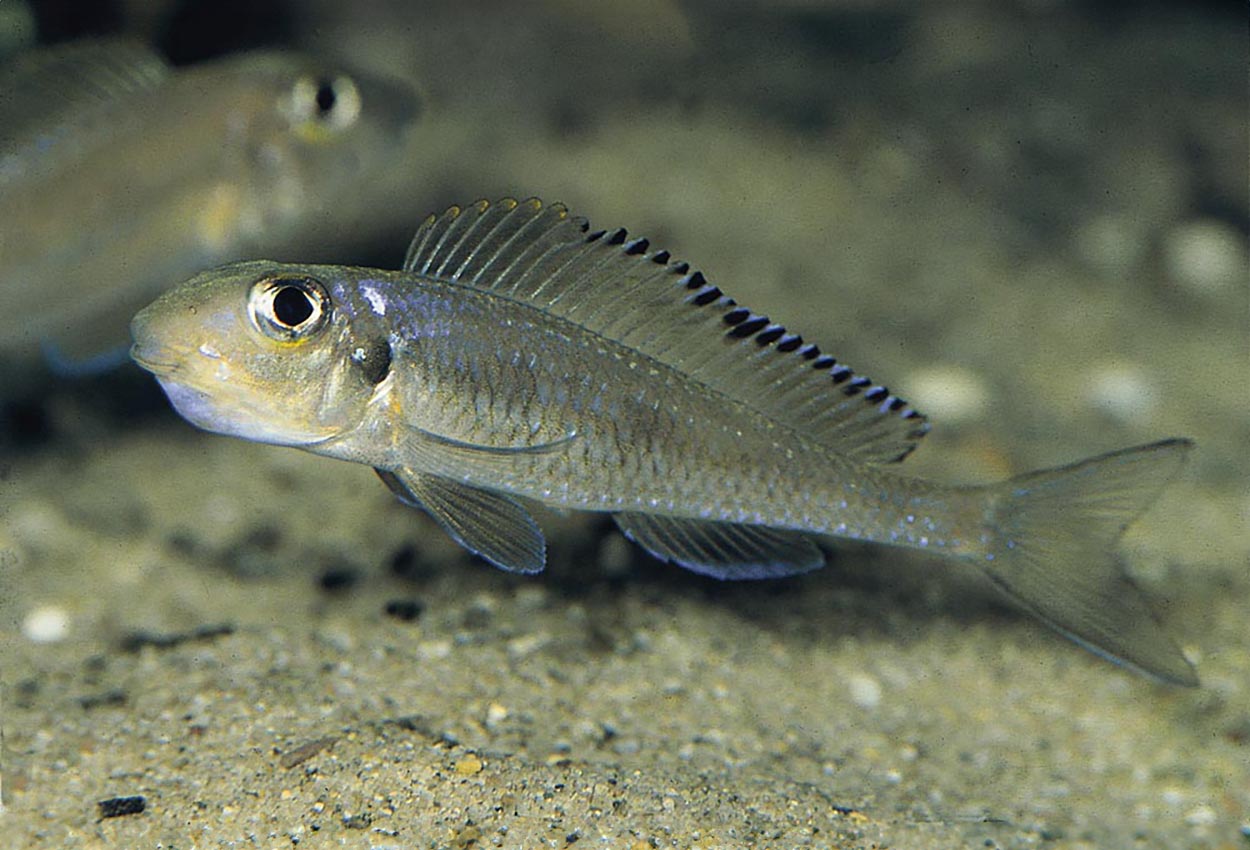Asprotilapia leptura, Cameron Bay (hona som ruvar)