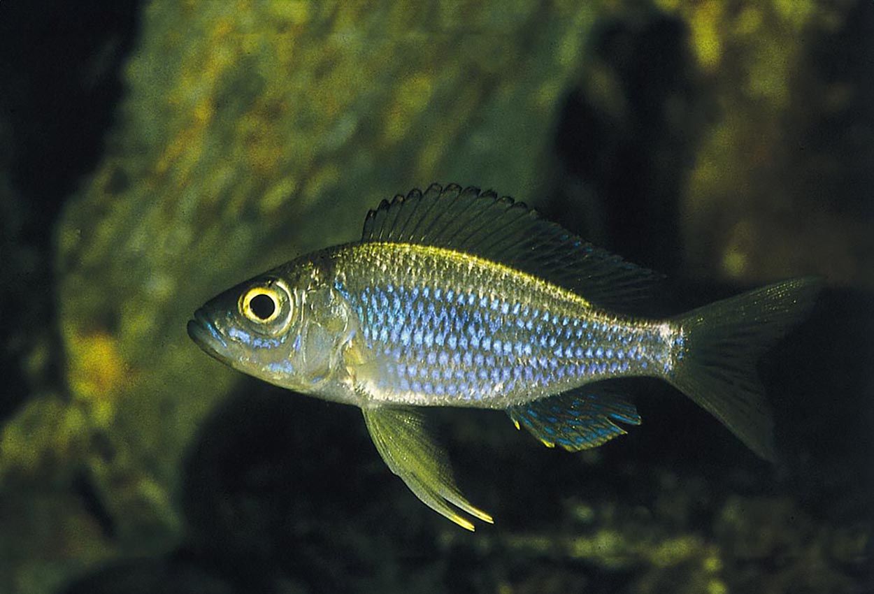 Aulonocranus dewindtii, Magara