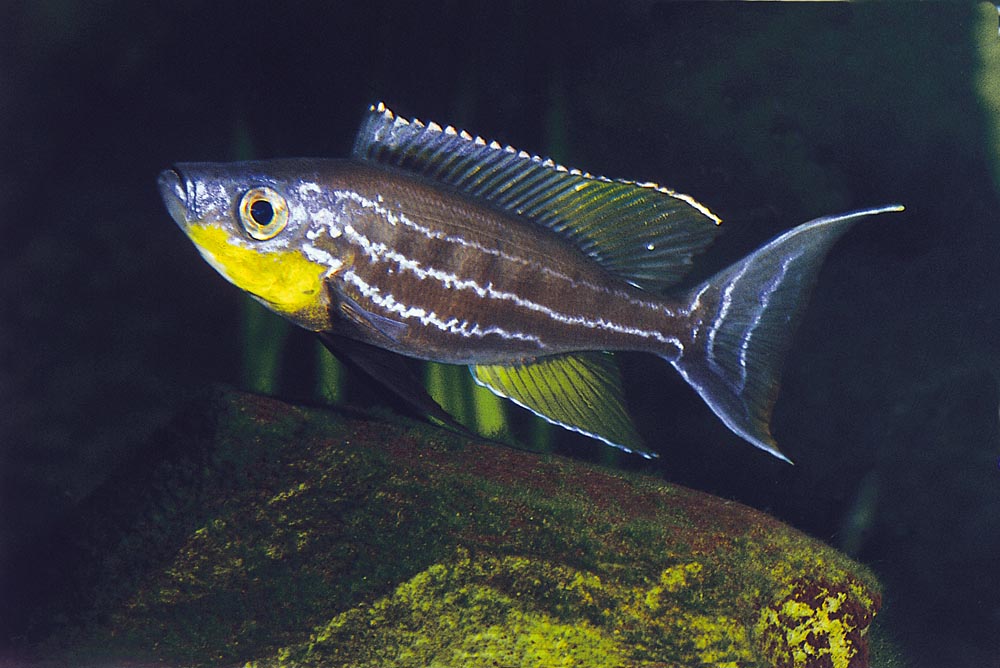 Benthochromis tricoti, Chituta Bay