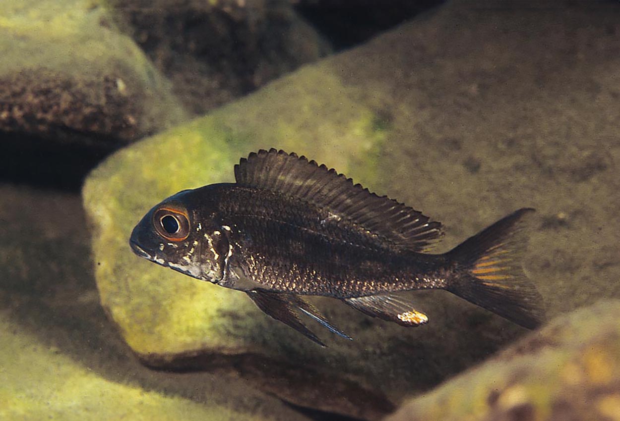 Callochromis macrops, Kasanga