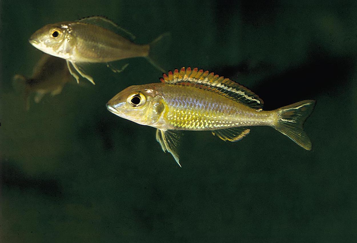 Callochromis pleurospilus, Kigoma