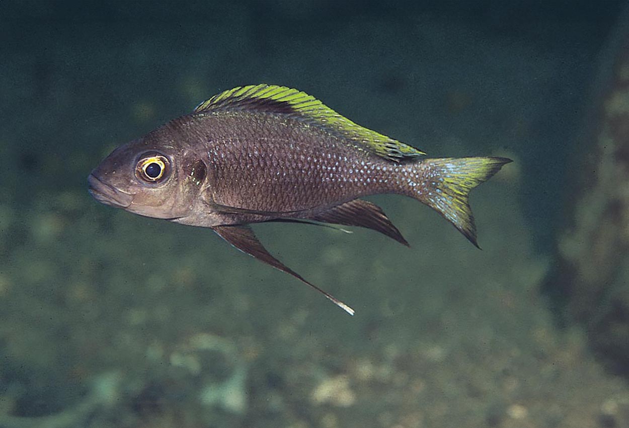 Cunningtonia longiventralis, Kipili