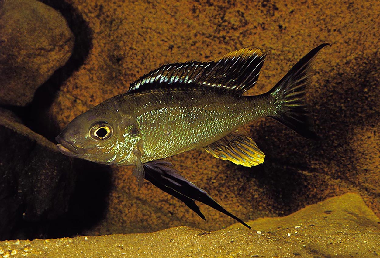 Cyathopharynx foae, Ruziba