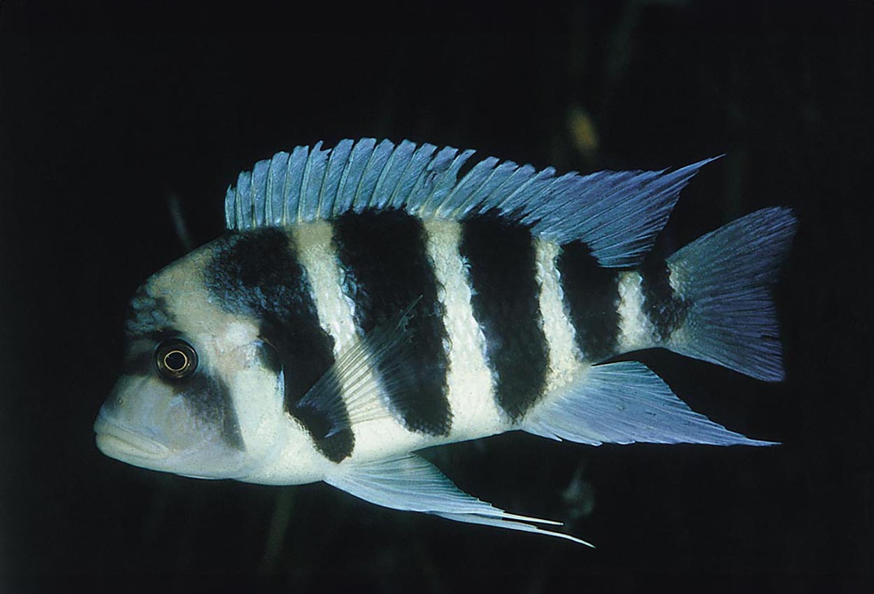 Cyphotilapia frontosa, Chaitica
