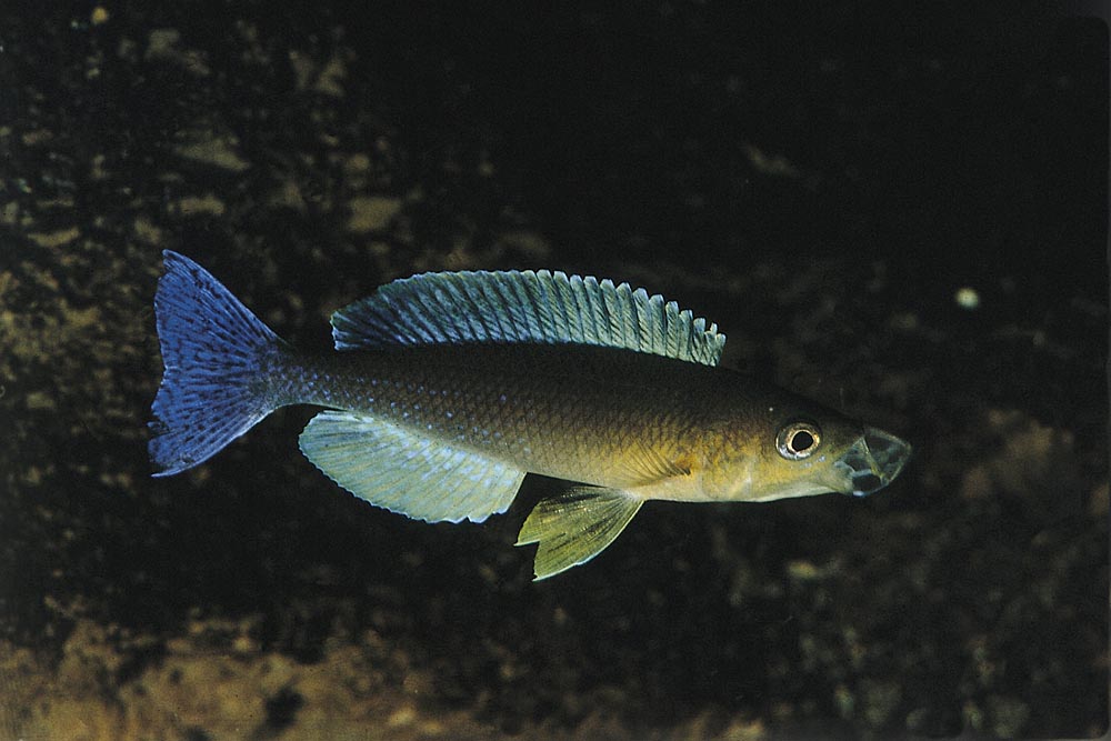 Cyprichromis leptosoma, Kigoma