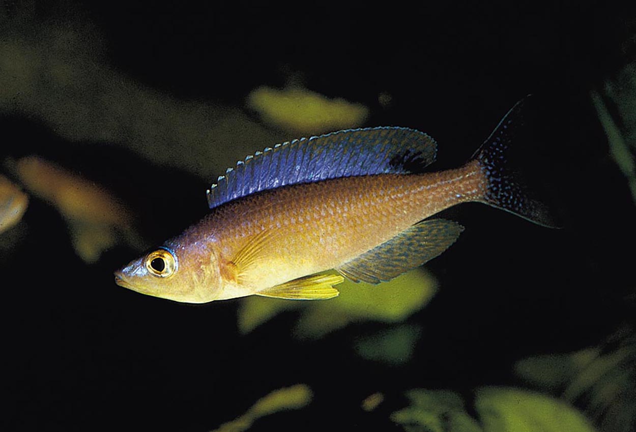 Cyprichromis leptosoma, Karilani