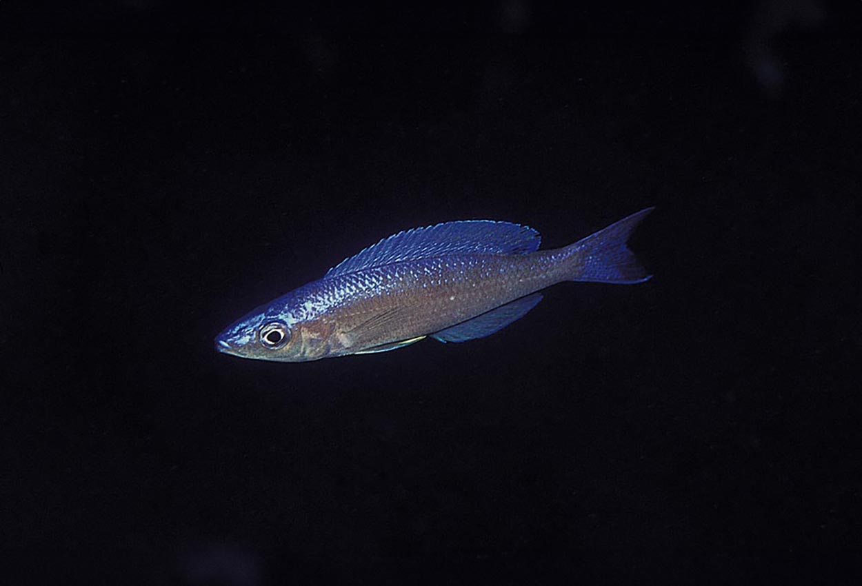 Cyprichromis leptosoma, Kipili