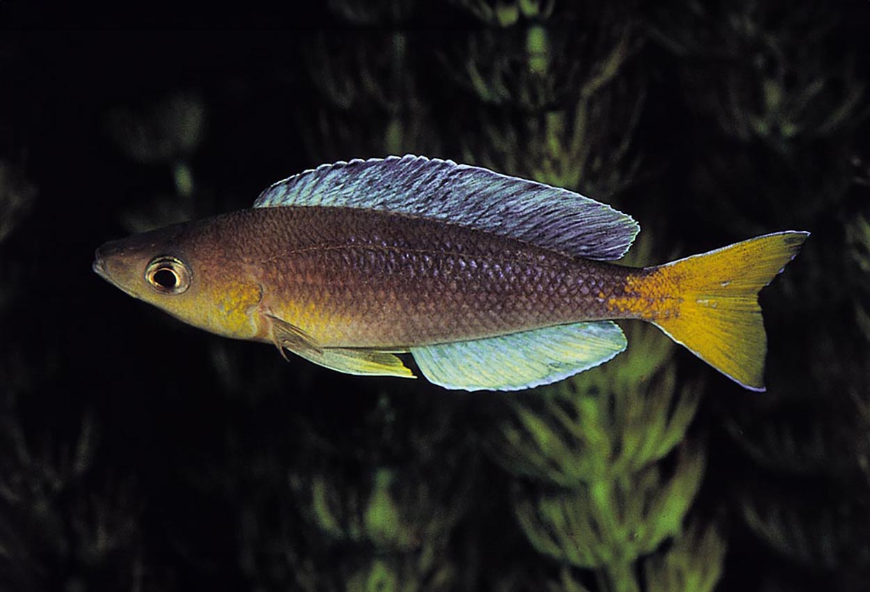Cyprichromis sp. "leptosoma jumbo", Malasa