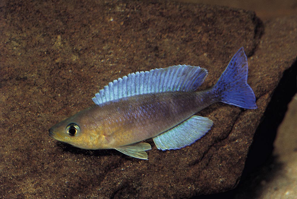 Cyprichromis sp. "leptosoma jumbo", Malasa