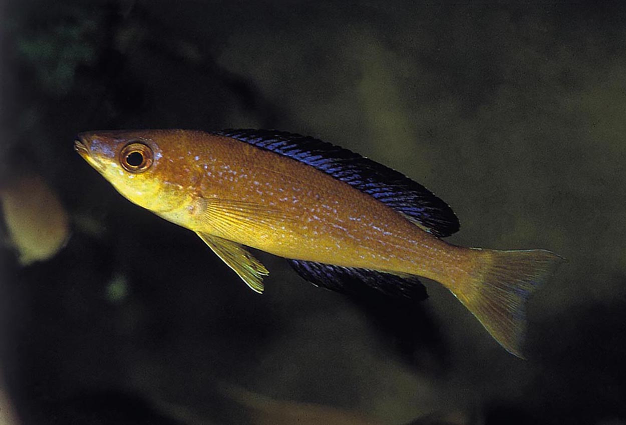 Cyprichromis microlepidotus, Bulu Point (hane)