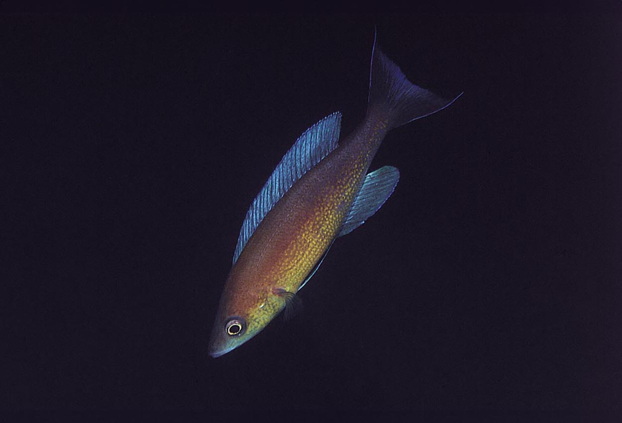 Cyprichromis pavo, Chaitika
