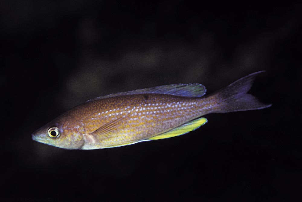Cyprichromis pavo, Msalaba