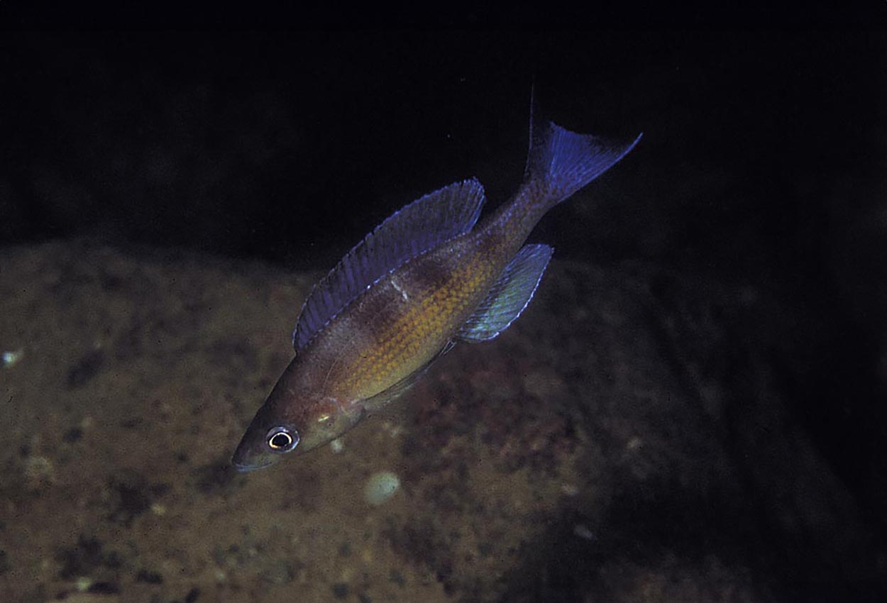 Cyprichromis zonatus