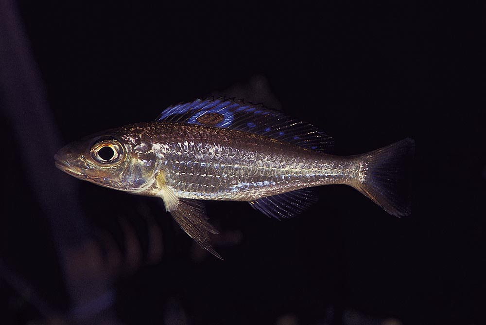Ectodus descampsii, Bujumbura