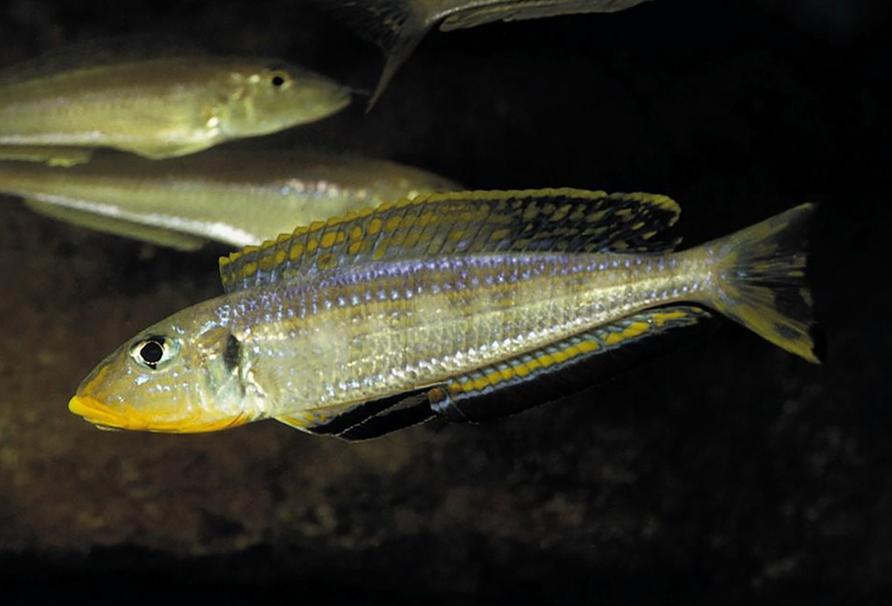 Enantiopus sp. "kilesa", Kavalla